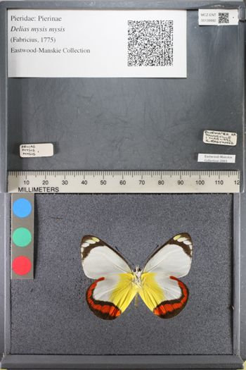 Media type: image;   Entomology 139992